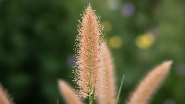 Switchgrass
