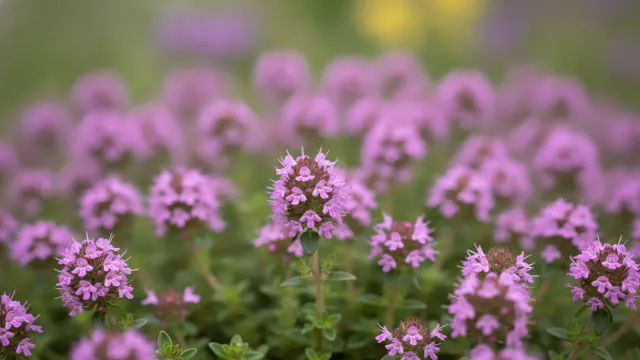 Thyme