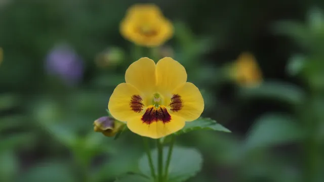 Yellow Wishbone Flower