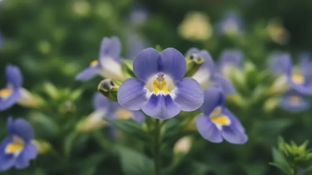 Wishbone Flower