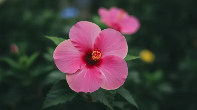 Tropical Hibiscus