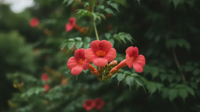 Crimson Trumpet