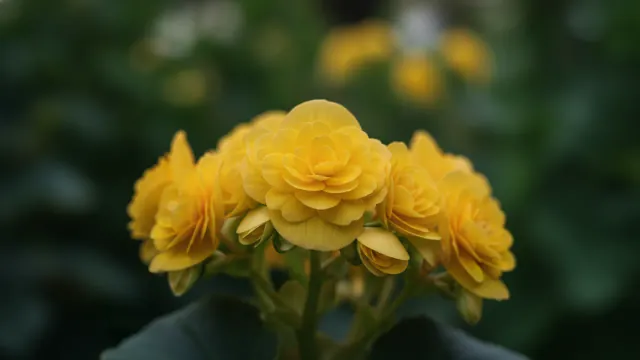 Yellow Tuberous Begonia