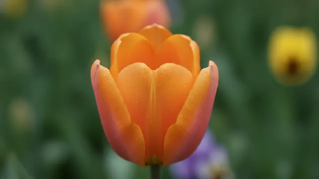 Apricot Beauty