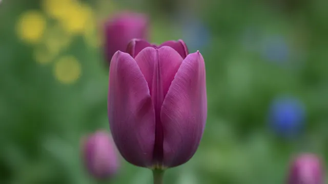 Negrita