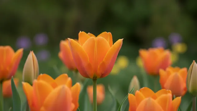 Orange Emperor