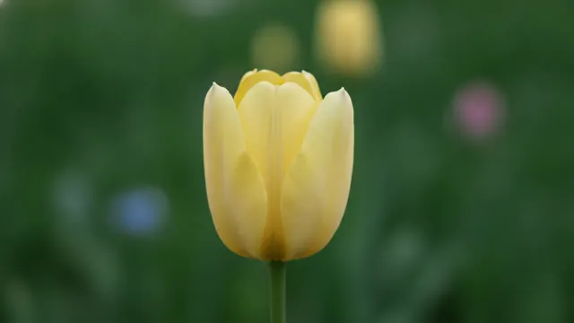 Spring Green