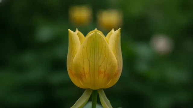 Tulip Tree