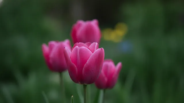 Tulip