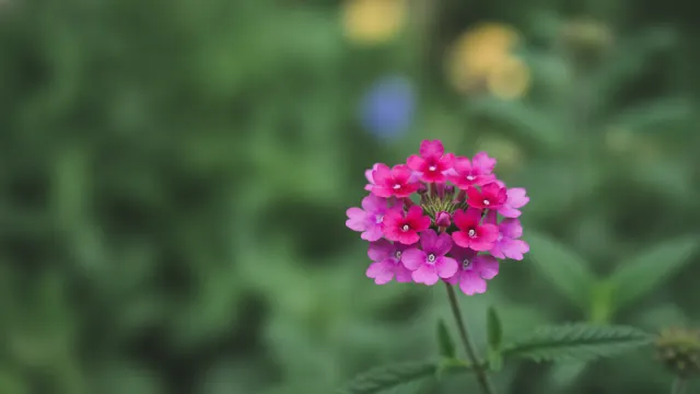 Magenta Verbena