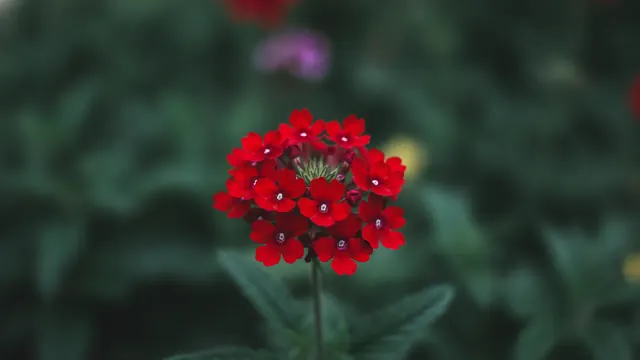 Scarlet Verbena