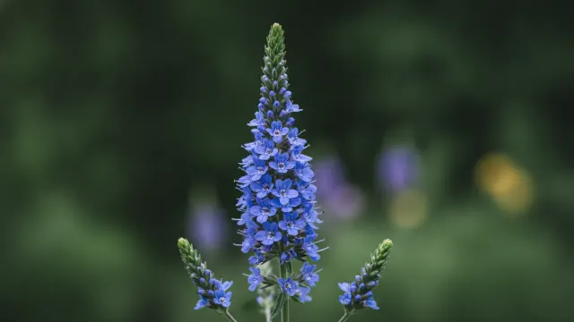 Veronica