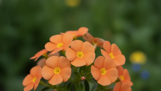 Apricot Vinca