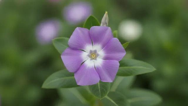 Purple Vinca