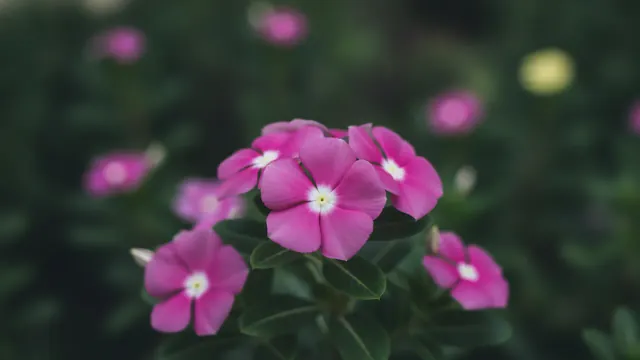 Vinca