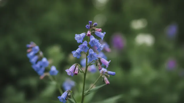 Virginia Bluebells