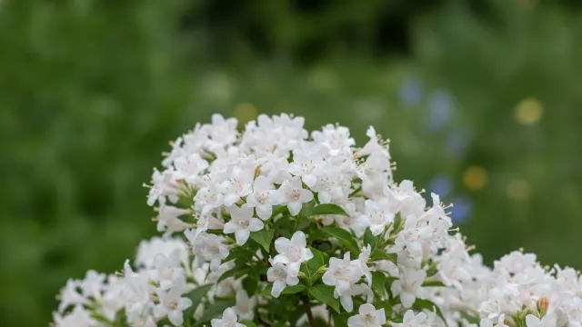 White Weigela