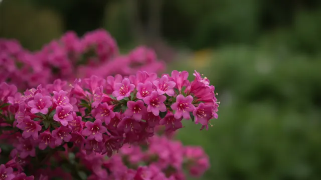 Weigela