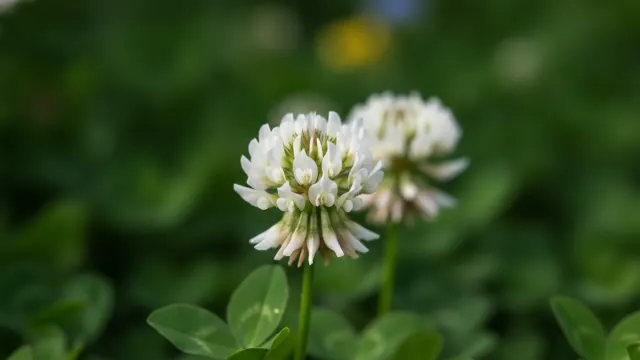 White Clover
