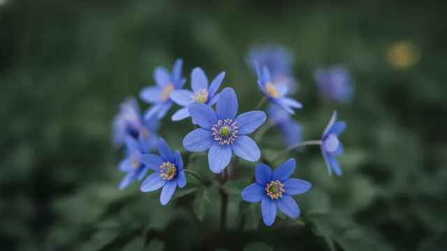 Windflower