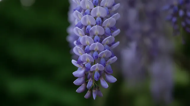 Blue Moon Wisteria