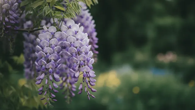Amethyst Falls Wisteria