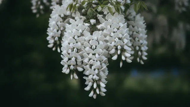 White Wisteria (Alba)