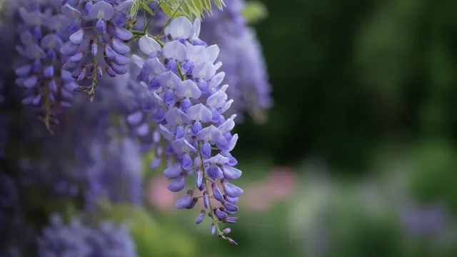 Wisteria