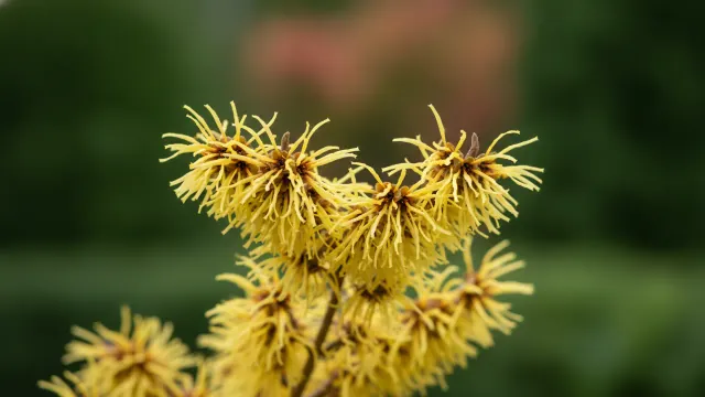 Witch Hazel