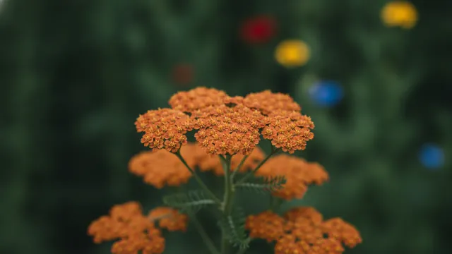 Terracotta