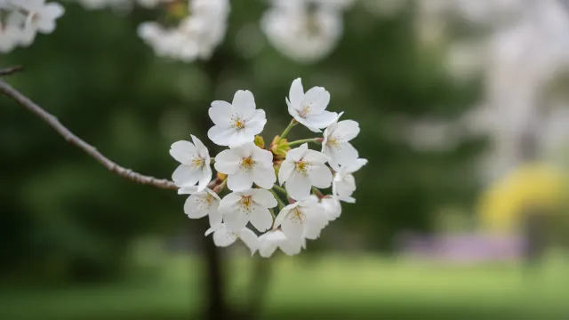 Yoshino Cherry