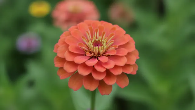 Coral Zinnia