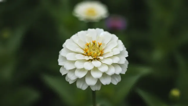 White Zinnia