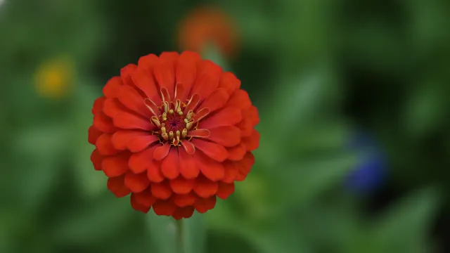 Zinnia