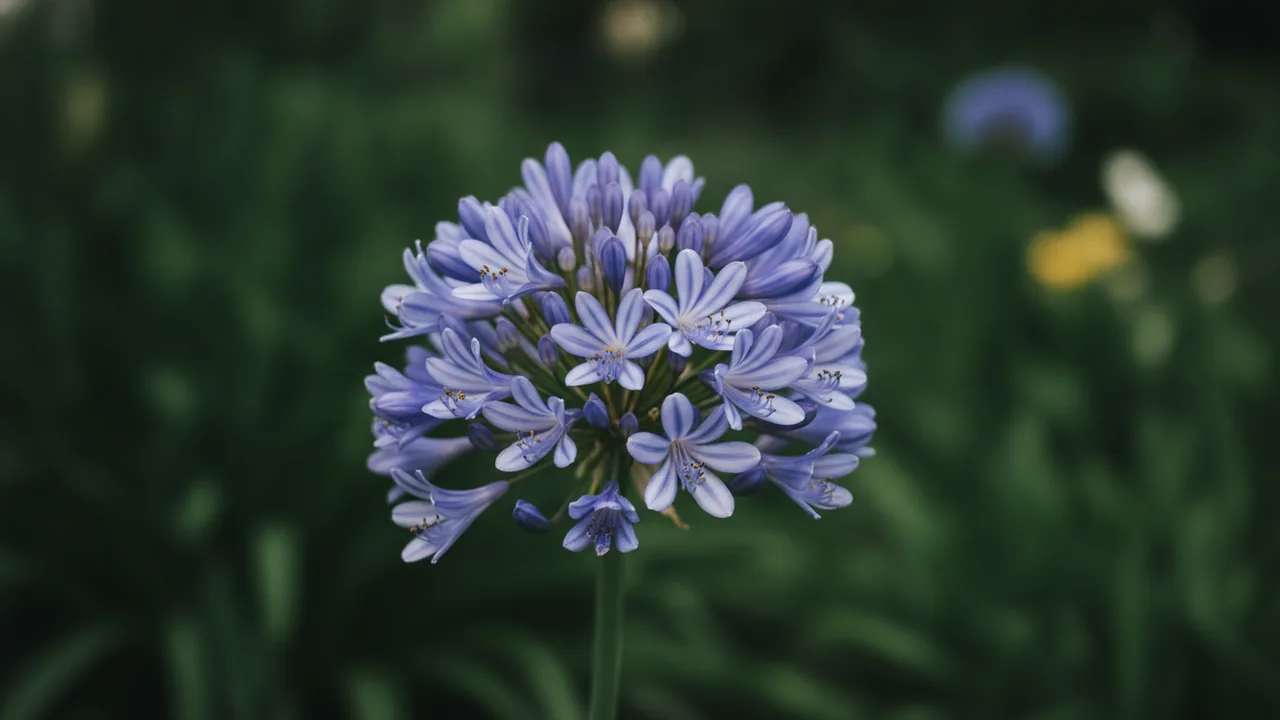 Peter Pan (Agapanthus 'Peter Pan') - blue flowers, illustrated plant card