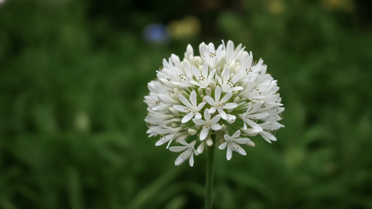 Snowball (Agapanthus 'Snowball') - white flowers, illustrated plant card