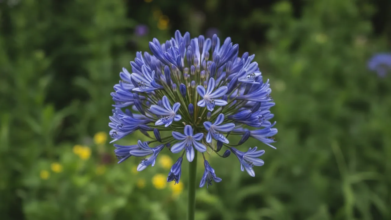 Storm Cloud (Agapanthus 'Storm Cloud') - blue flowers, illustrated plant card