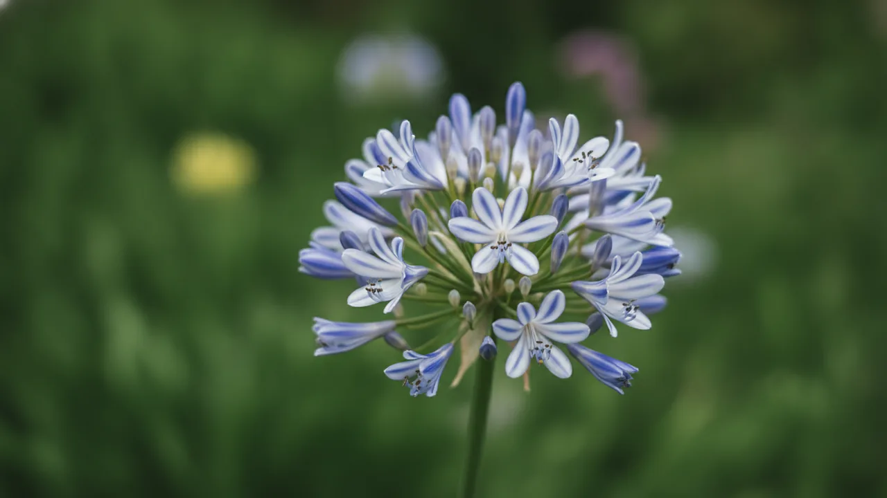 Twister (Agapanthus 'Twister') - blue flowers, illustrated plant card