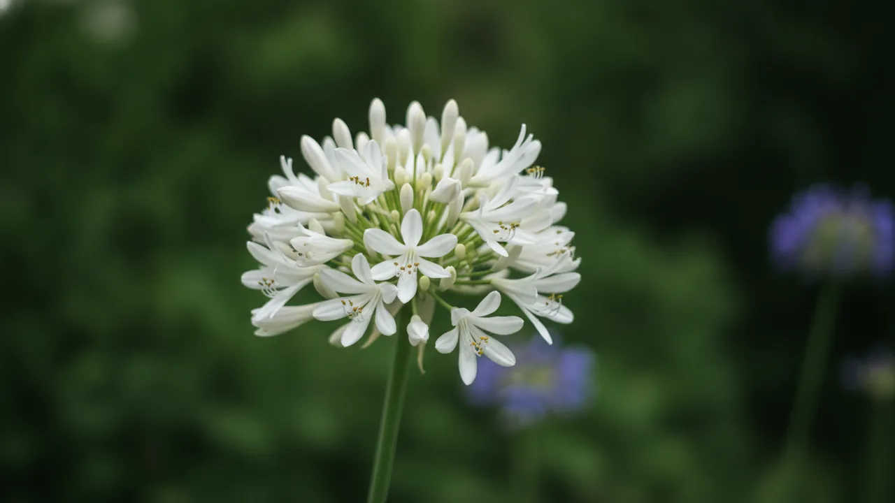 White Agapanthus (Agapanthus 'Albus') - white flowers, illustrated plant card