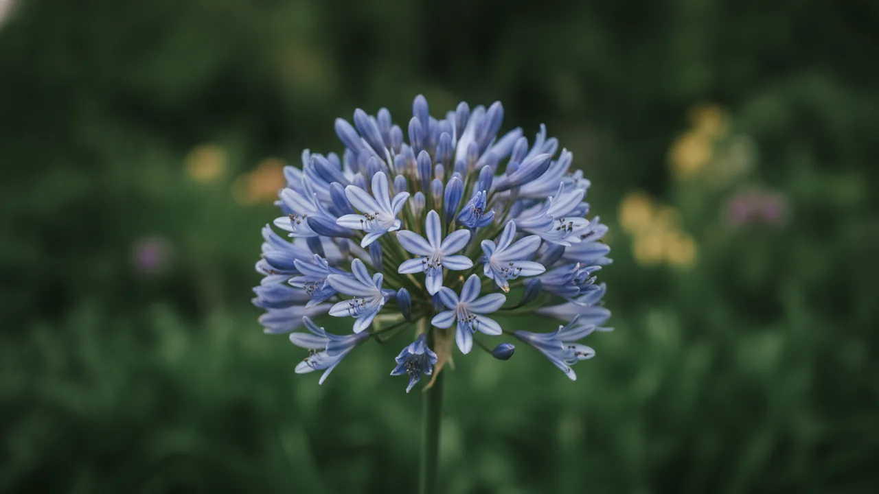 Agapanthus - blue flowers, illustrated plant card