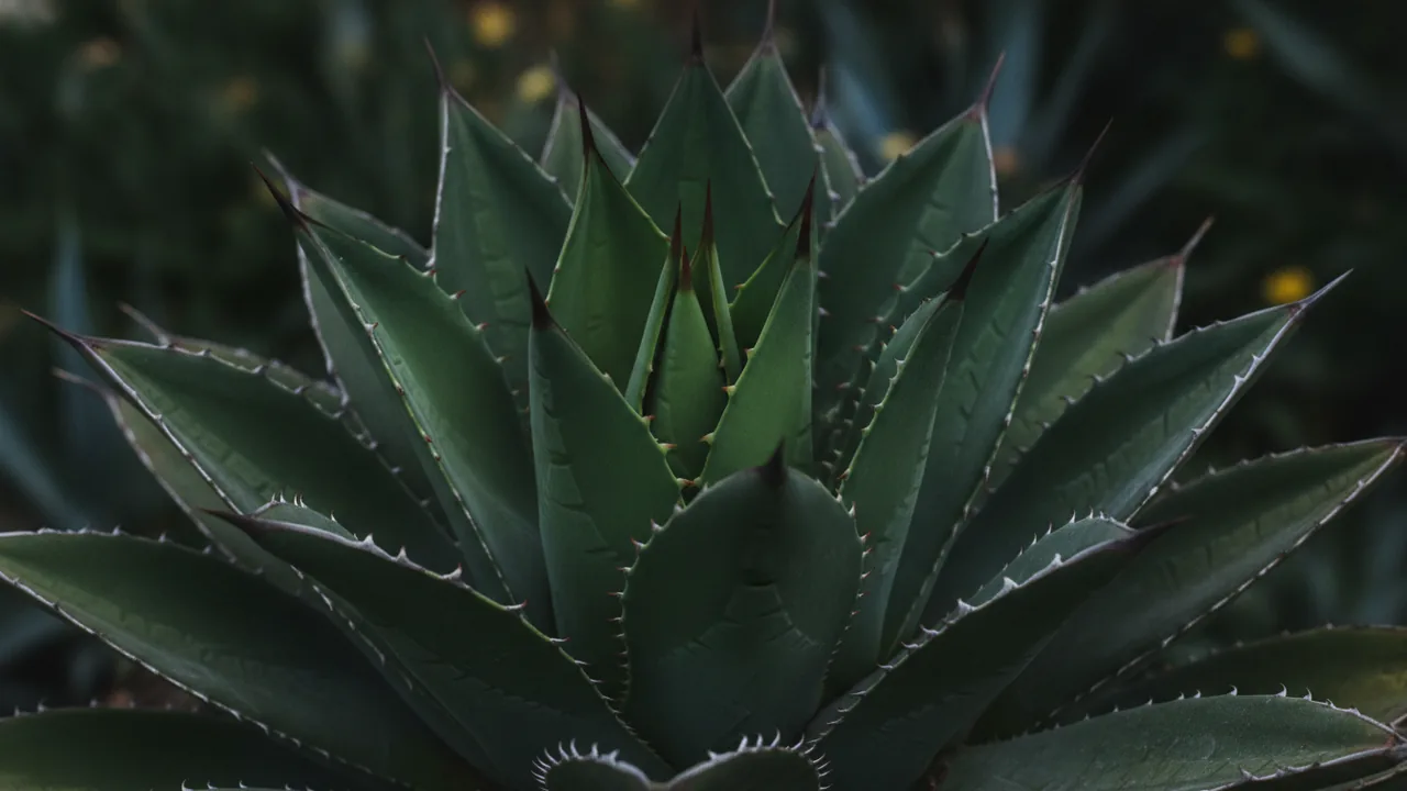 Agave - foliage plant, illustrated plant card