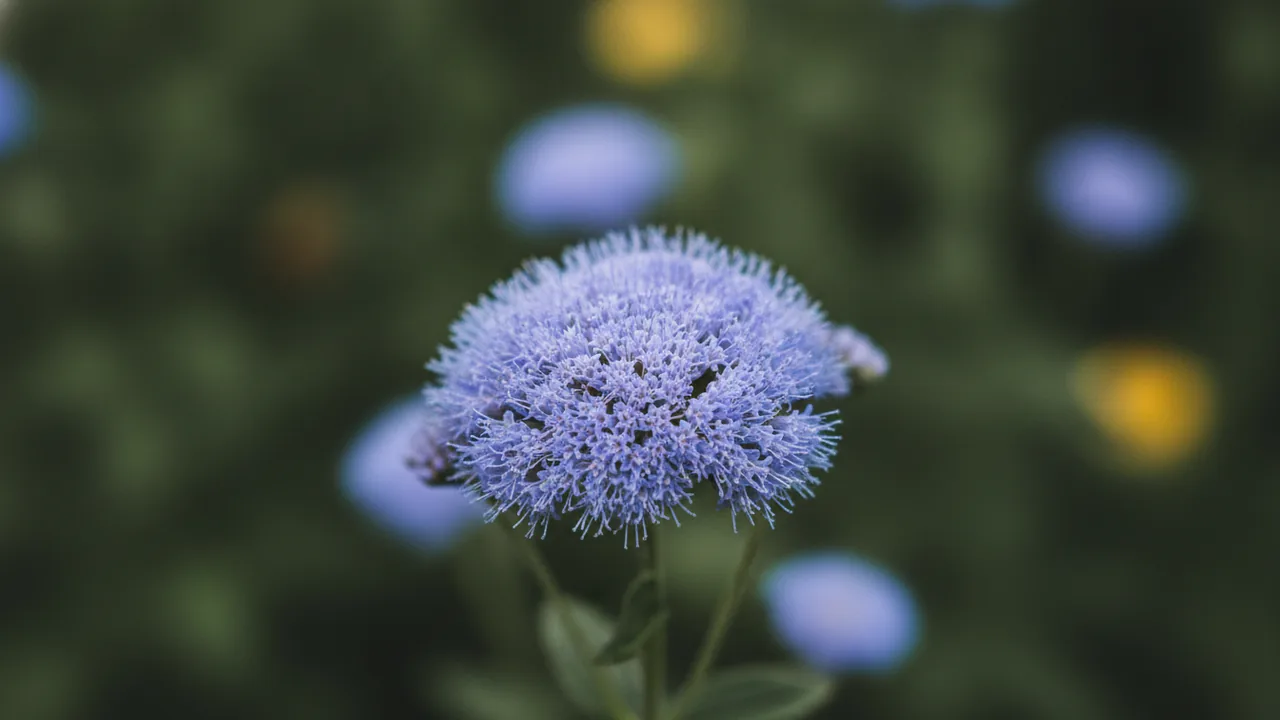 Blue Horizon (Ageratum houstonianum 'Blue Horizon') - blue flowers, illustrated plant card