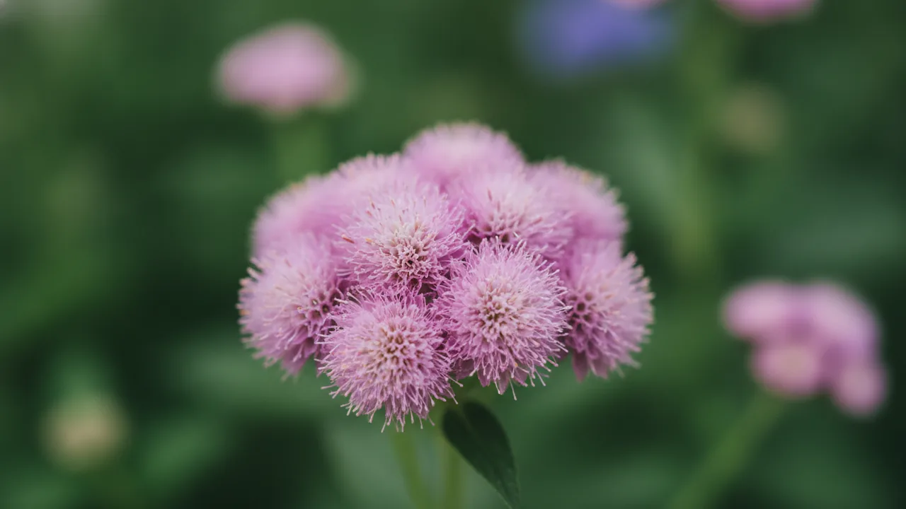 Pink Ageratum (Ageratum houstonianum) - pink flowers, illustrated plant card