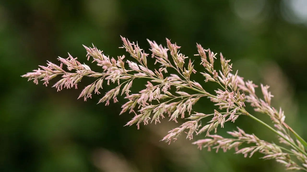 Alkali Sacaton (Sporobolus airoides) - pink flowers, illustrated plant card