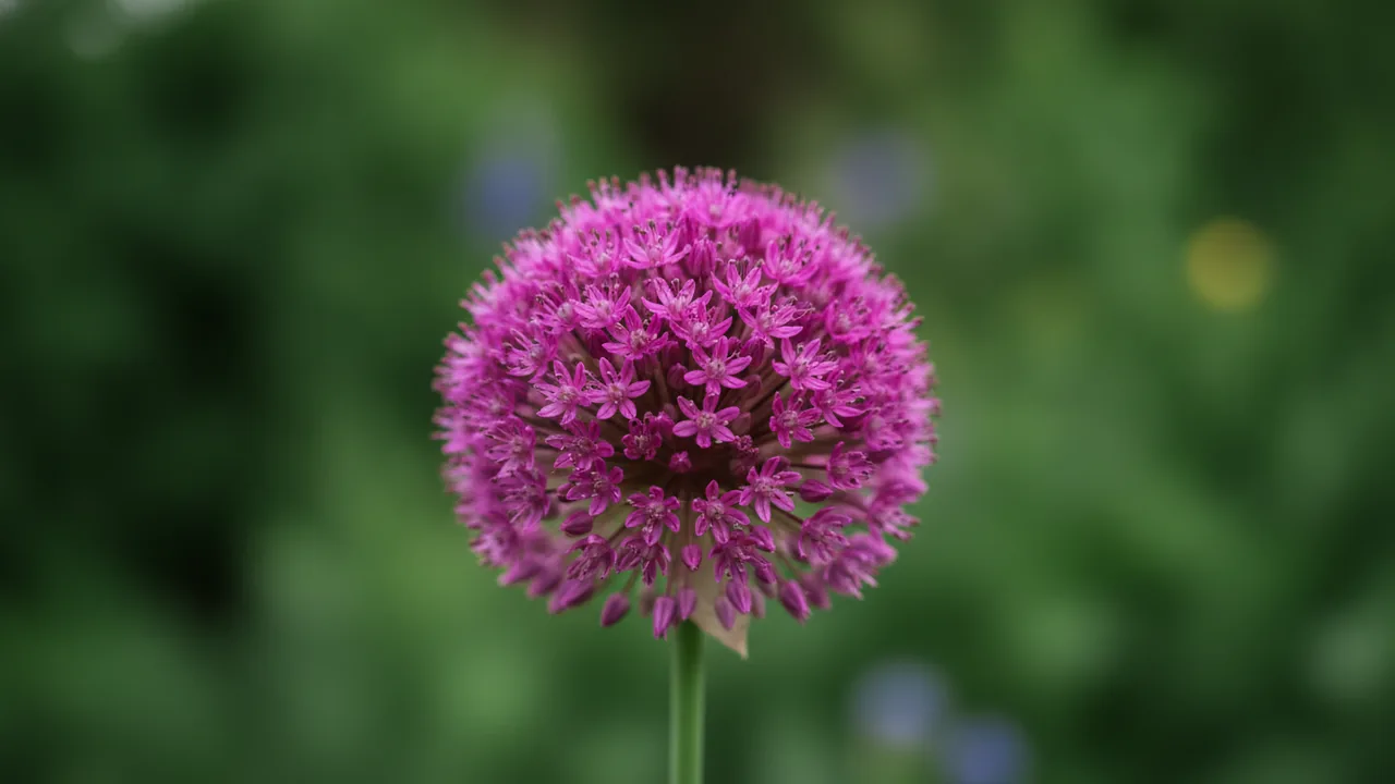 Drumstick Allium (Allium sphaerocephalon) - purple flowers, illustrated plant card