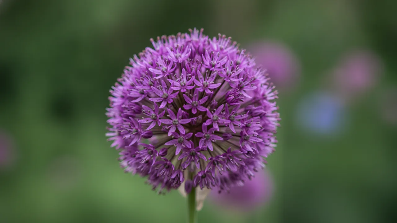 Gladiator (Allium 'Gladiator') - purple flowers, illustrated plant card