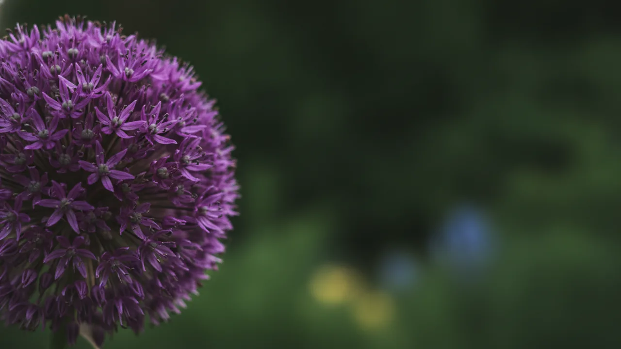 Globemaster in bloom, illustrated plant card