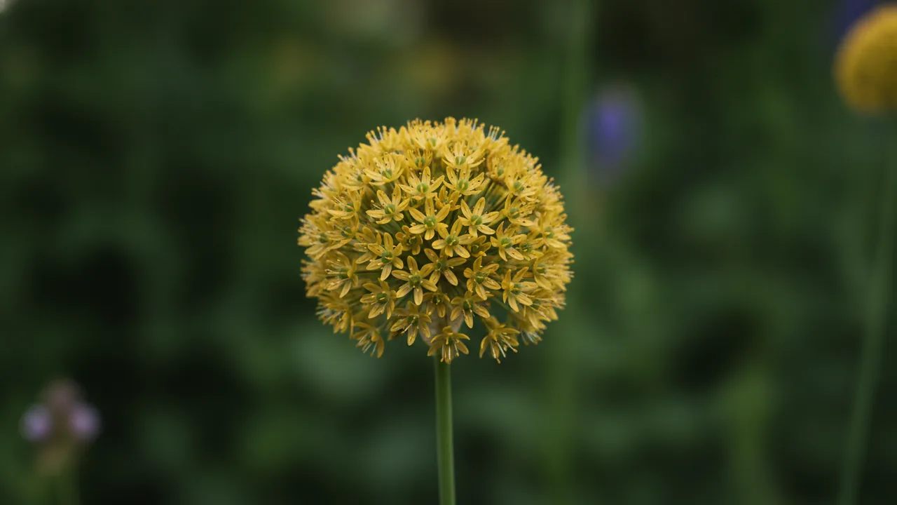 Golden Garlic (Allium moly) - yellow flowers, illustrated plant card