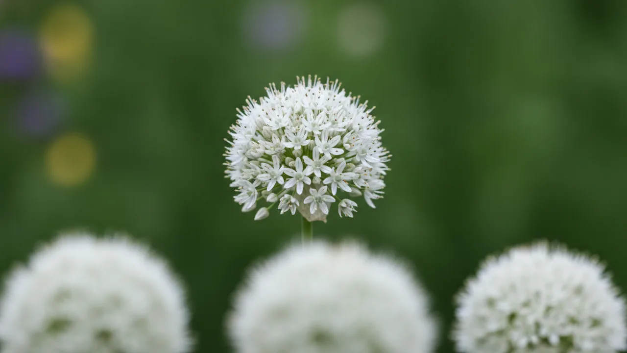 Mount Everest (Allium stipitatum 'Mount Everest') - white flowers, illustrated plant card