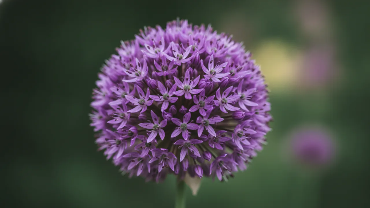 Purple Sensation (Allium hollandicum 'Purple Sensation') - purple flowers, illustrated plant card